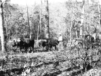 Oxen Pulling Logging Truck